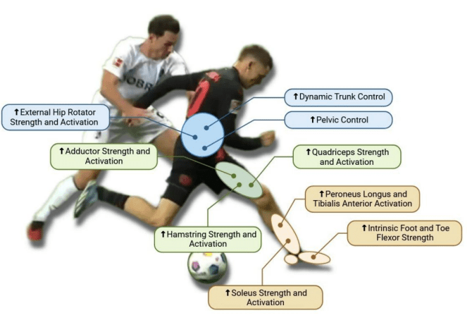 La lesión de LCA es una causa MULTIFACTORIAL. Parte 1: entendiendo la&nbsp;biomecánica.